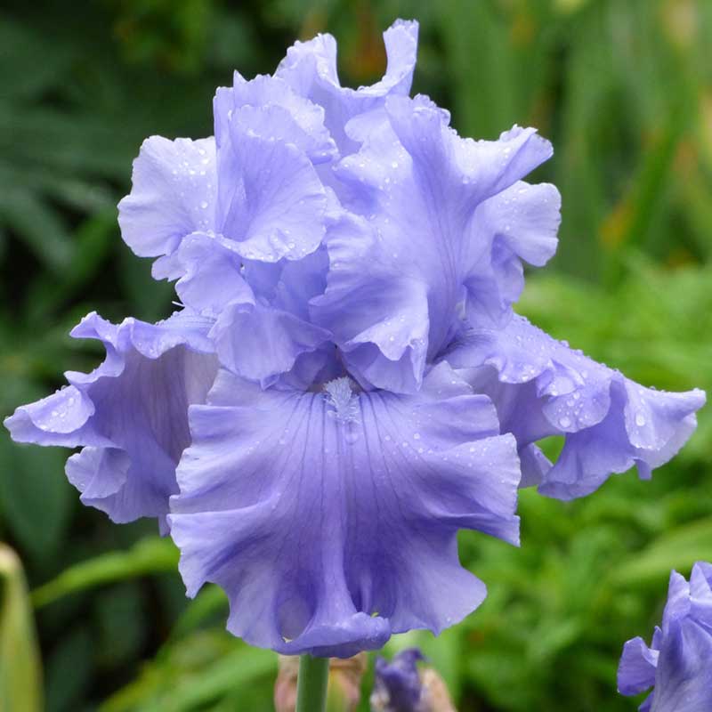 Bearded Iris Bulbs - Abiqua Falls
