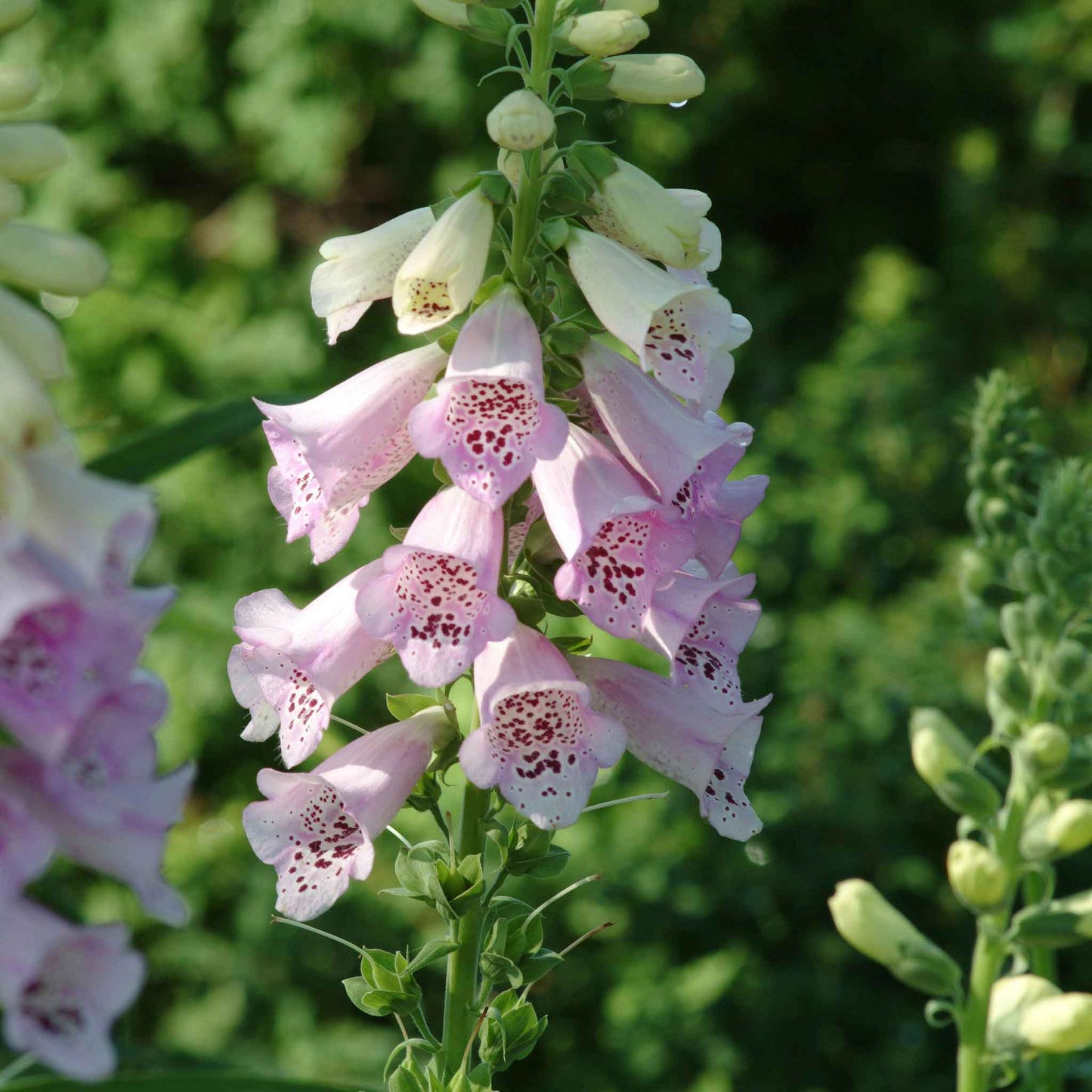 Foxglove Seeds - Camelot Lavender