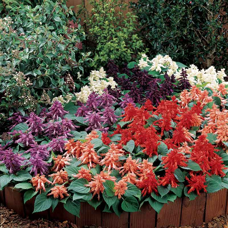 Sage Seeds - Vista Mix