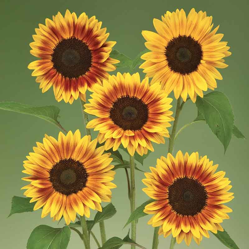 Sunflower Seeds - Ziggy