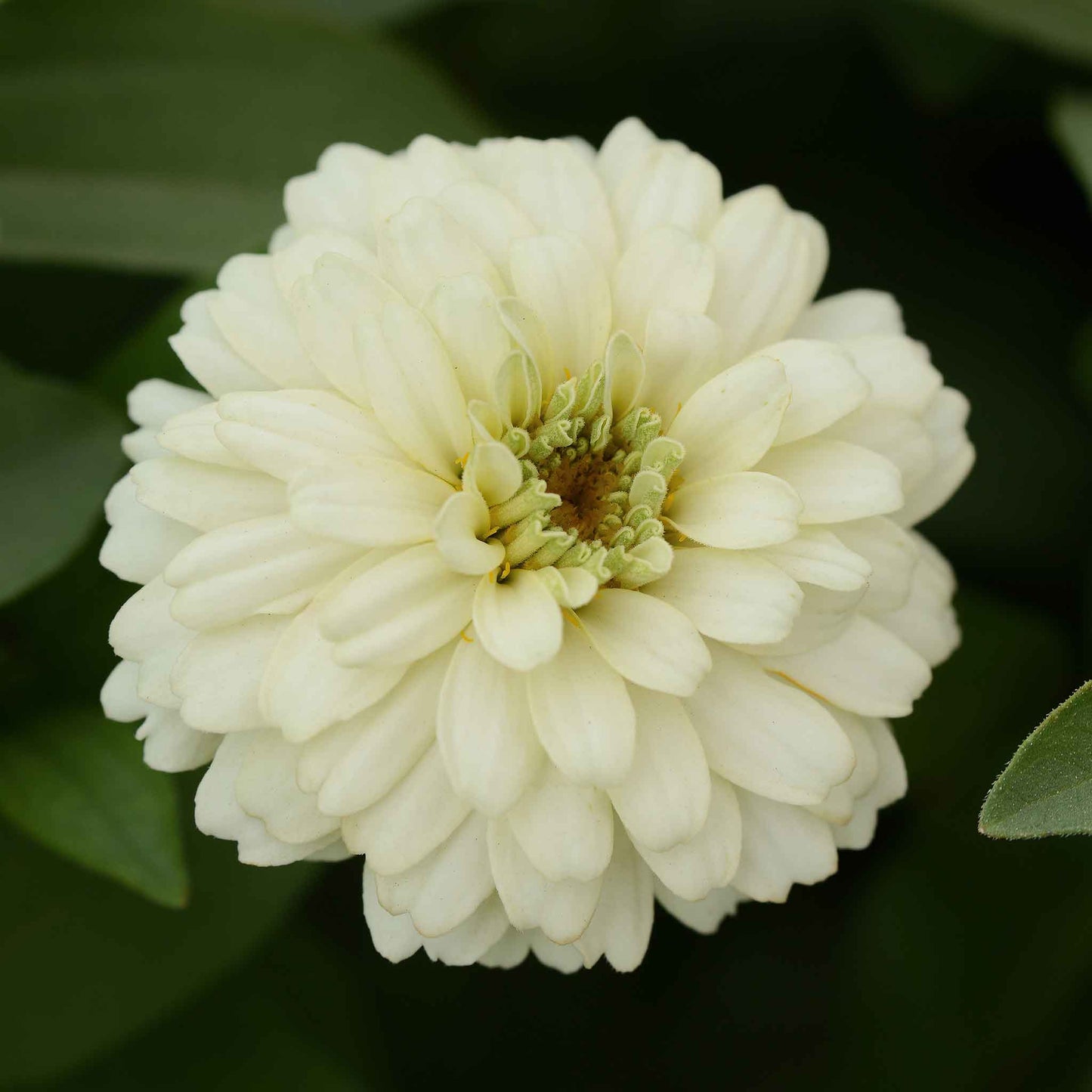 Zinnia Seeds - Zahara Double White