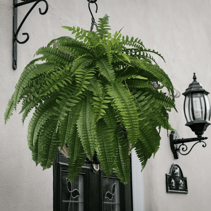 Last Day 80% OFF--UV Resistant Lifelike Artificial Boston Fern🍀