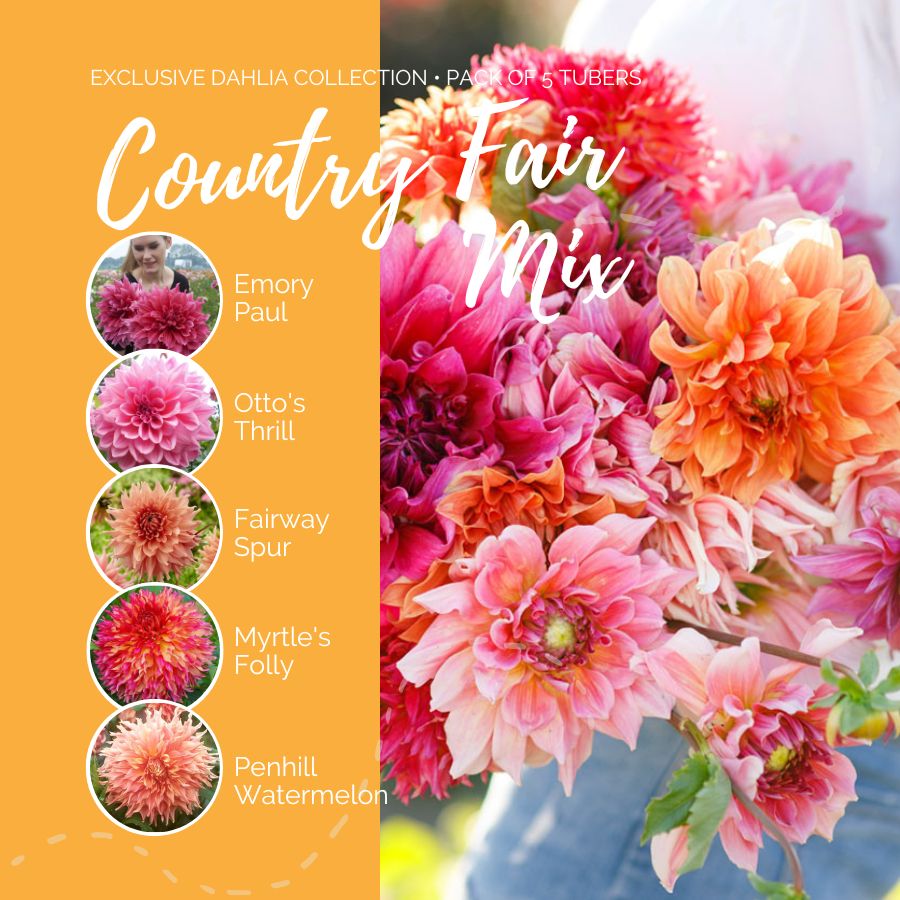 Dahlia Bulbs (Dinnerplate) - Country Fair Mix