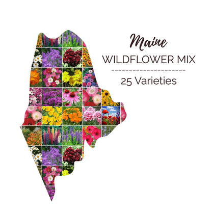 Maine Wildflower Seed Mix