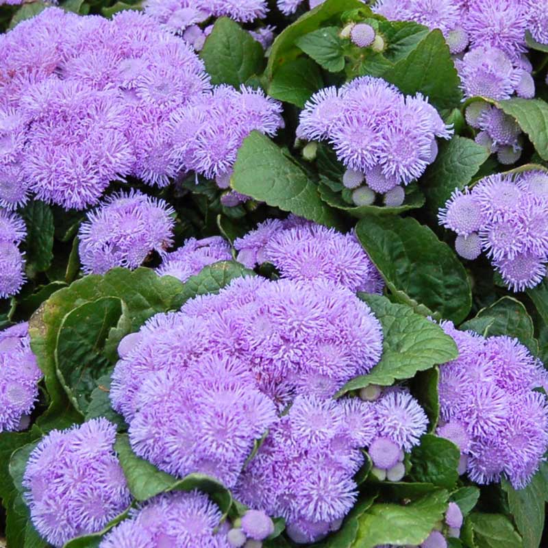 Ageratum Seeds - Aloha Blue