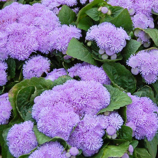 Ageratum Seeds - Aloha Blue