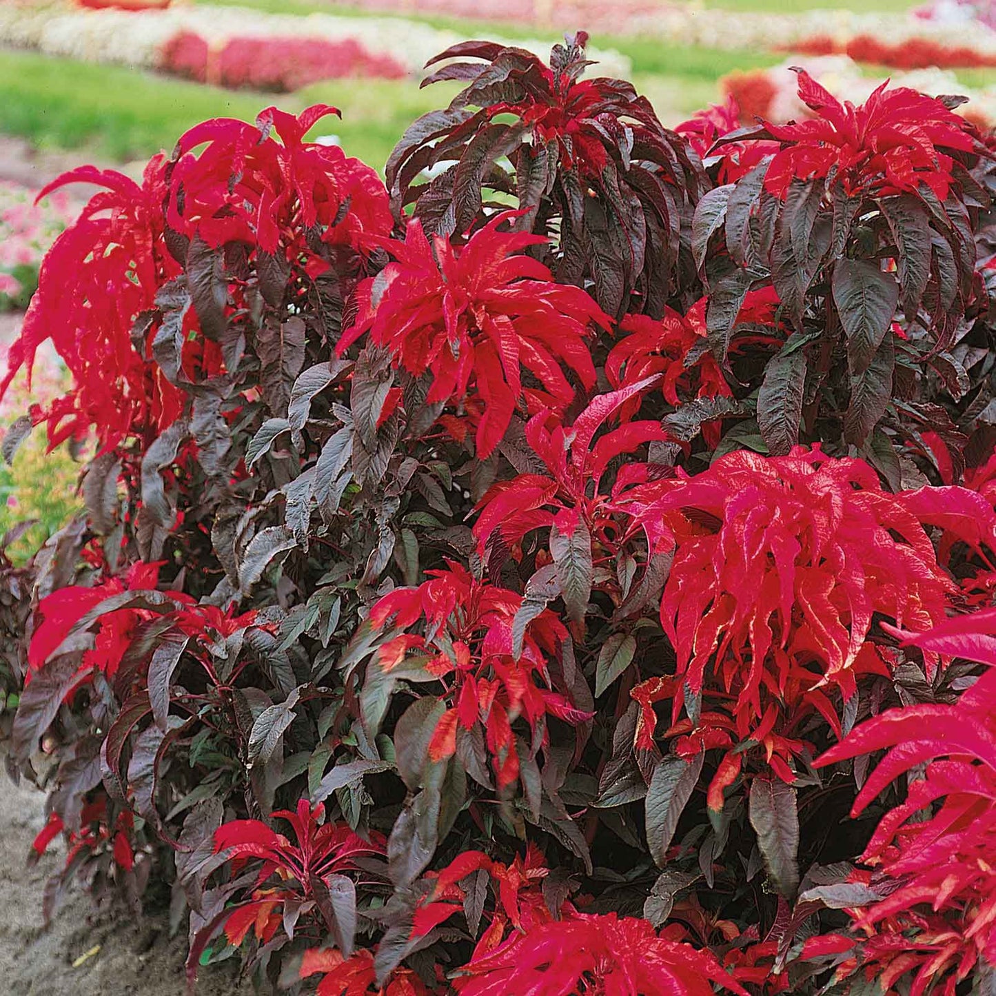 Amaranthus Seeds - Joseph's Coat Early Splendor