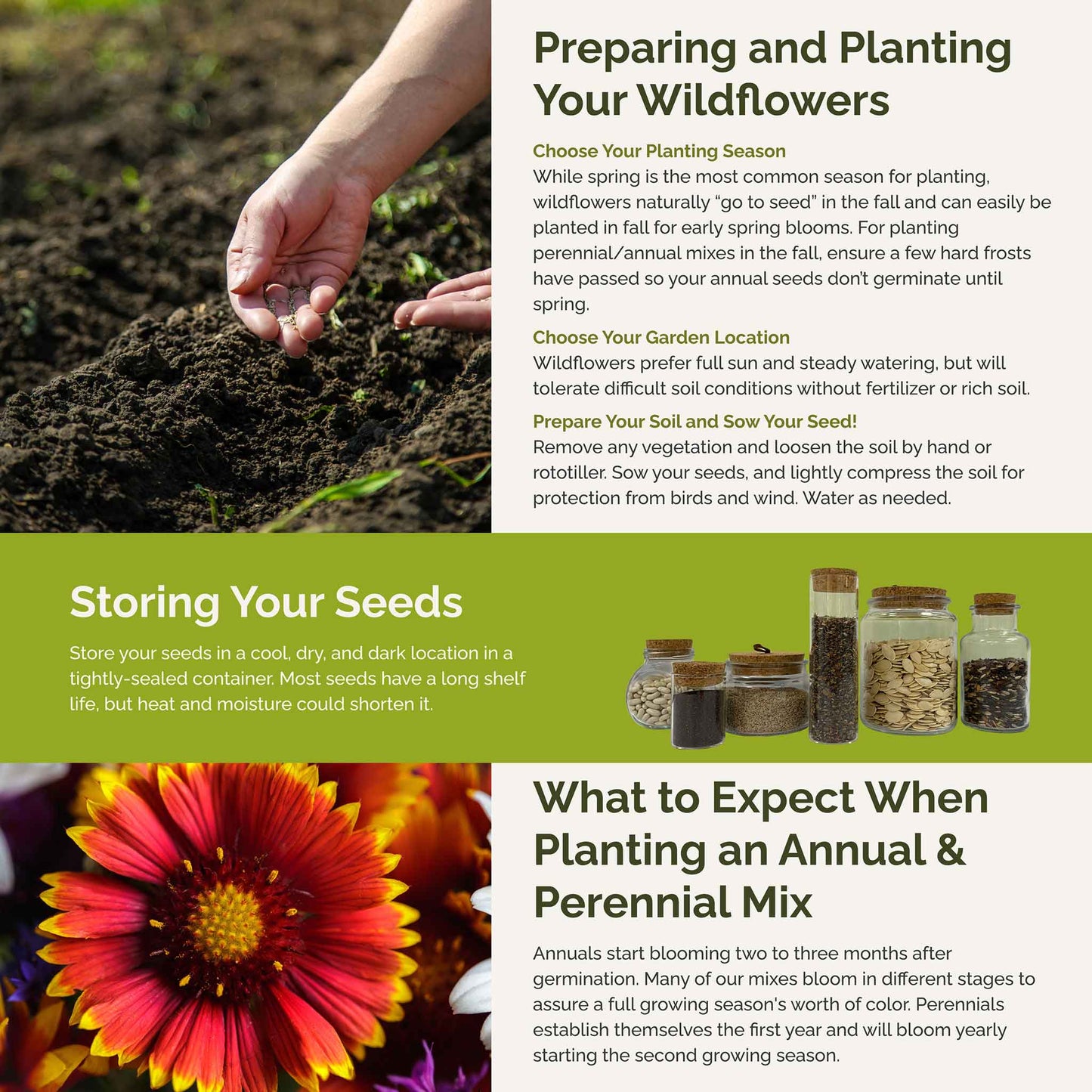 Arizona Wildflower Seed Mix