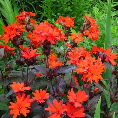 Arkwright's Campion Seeds - Vesuvius