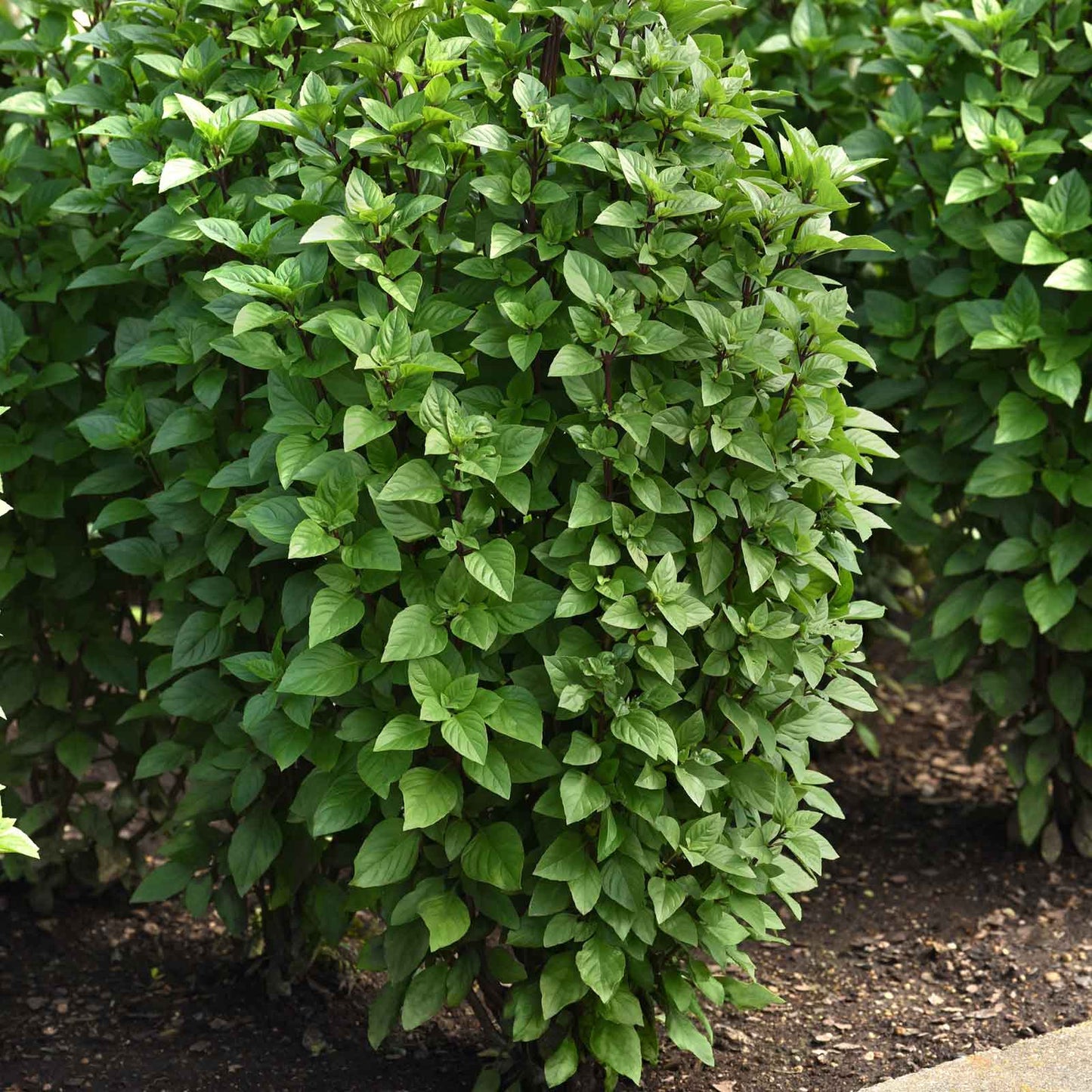 Basil Seeds - Everleaf Thai Tower