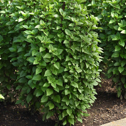 Basil Seeds - Everleaf Thai Tower