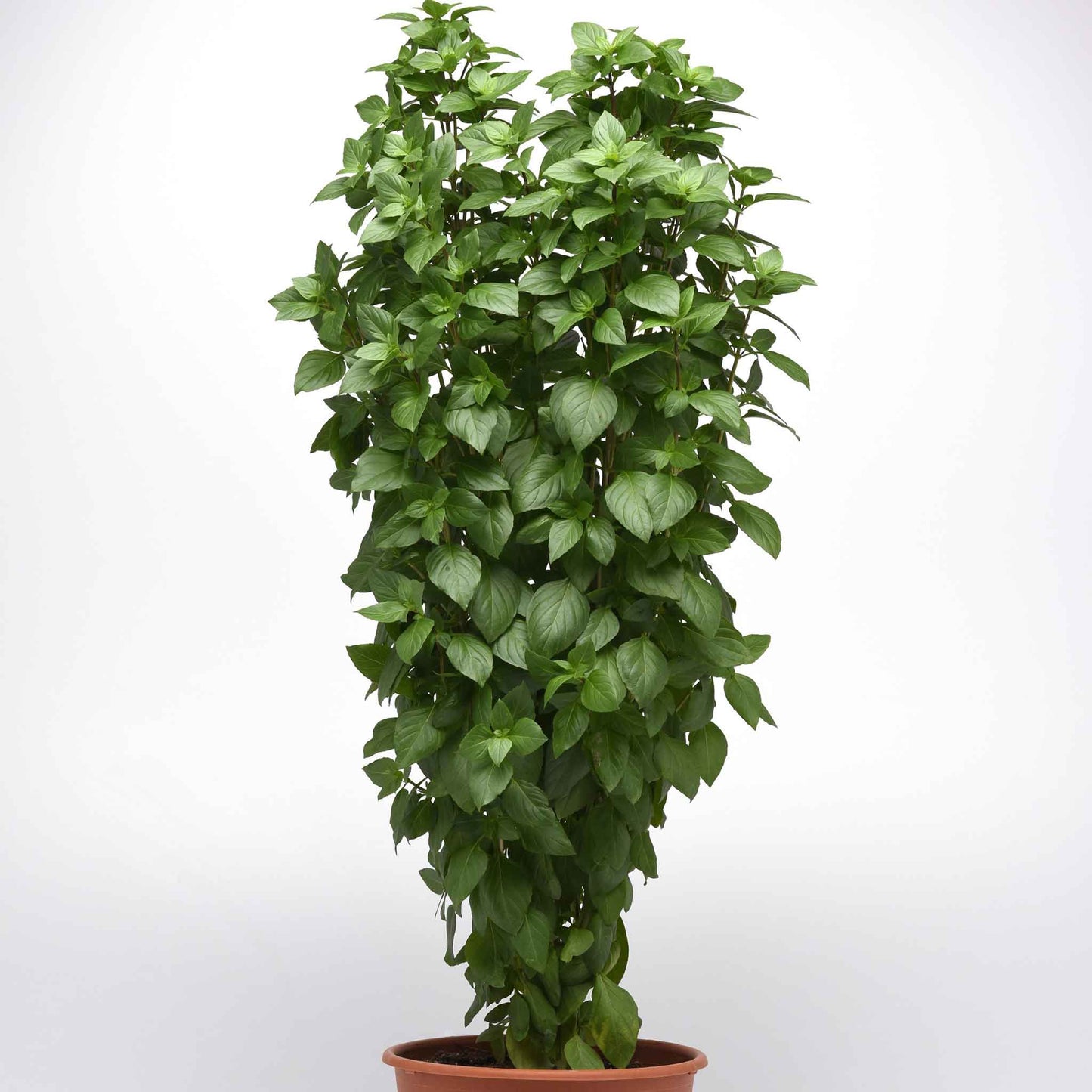 Basil Seeds - Everleaf Thai Tower