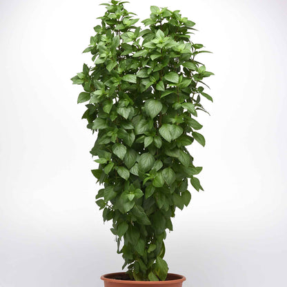 Basil Seeds - Everleaf Thai Tower