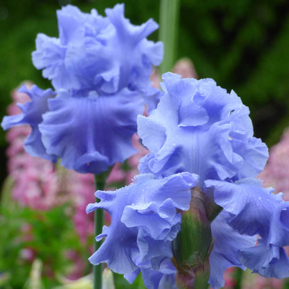 Bearded Iris Bulbs - Abiqua Falls
