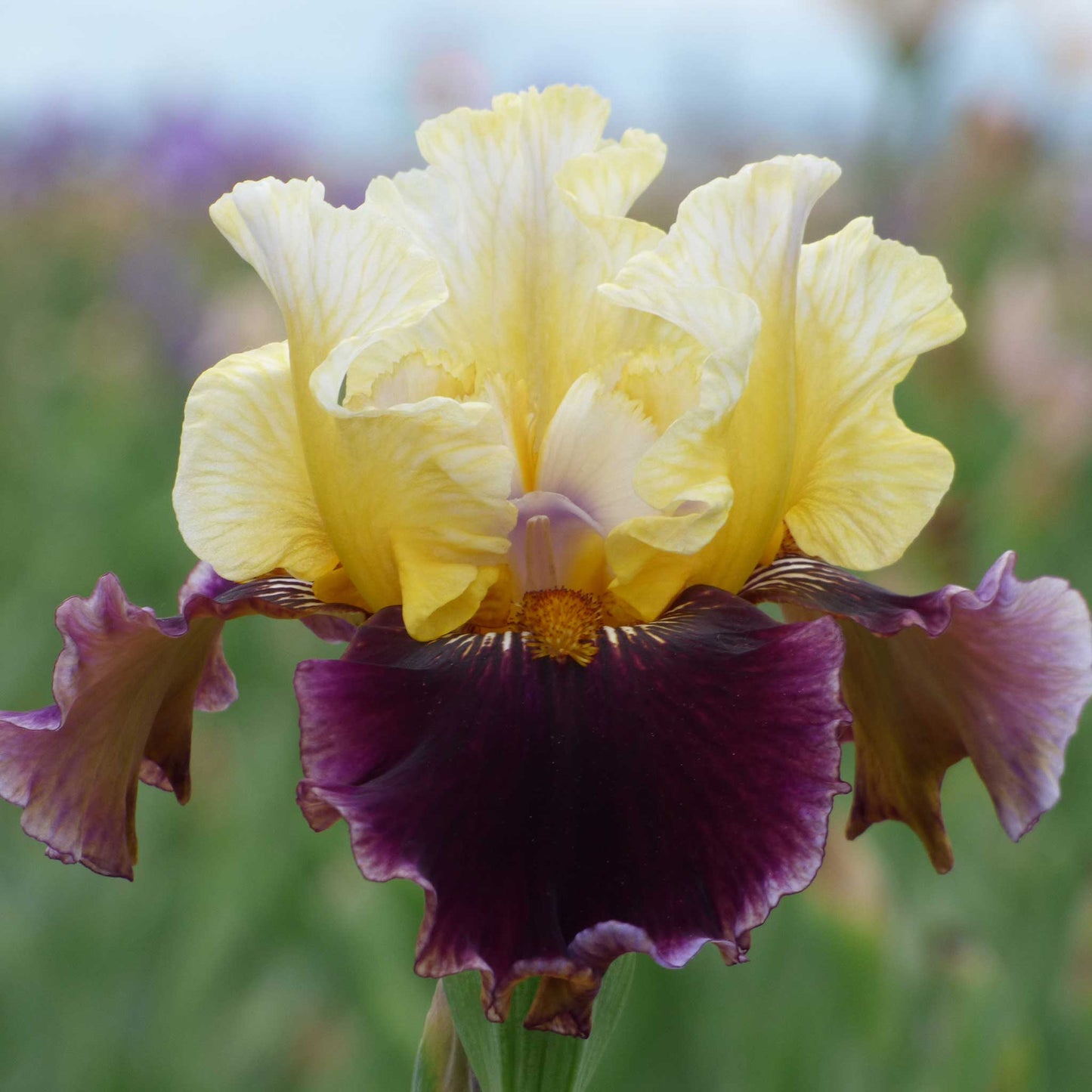 Bearded Iris Bulbs - Banana Wind