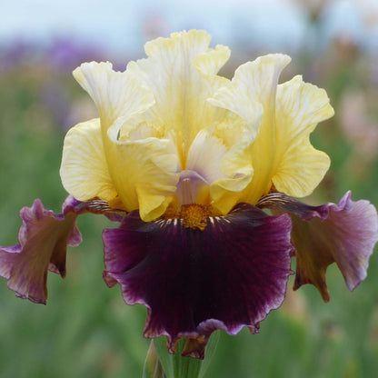 Bearded Iris Bulbs - Banana Wind