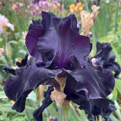 Bearded Iris - Black Suited