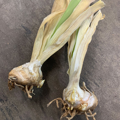 Bearded Iris Bulbs - Fx Schreiner