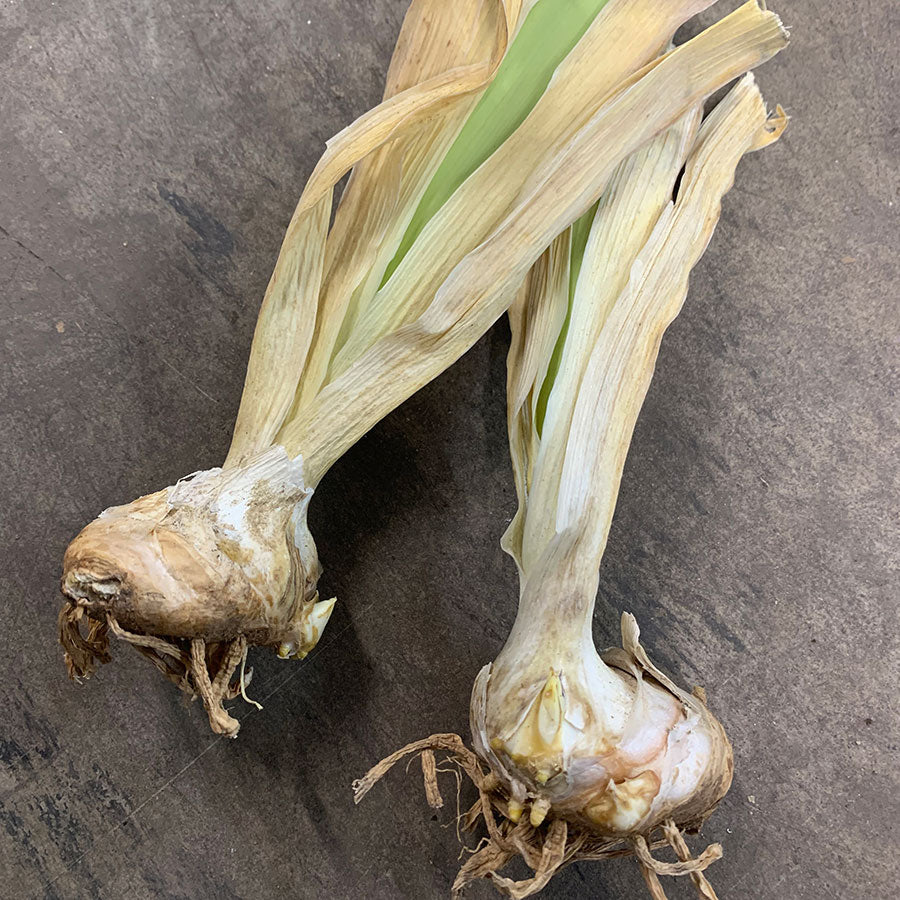 Bearded Iris Bulbs - Stairway To Heaven