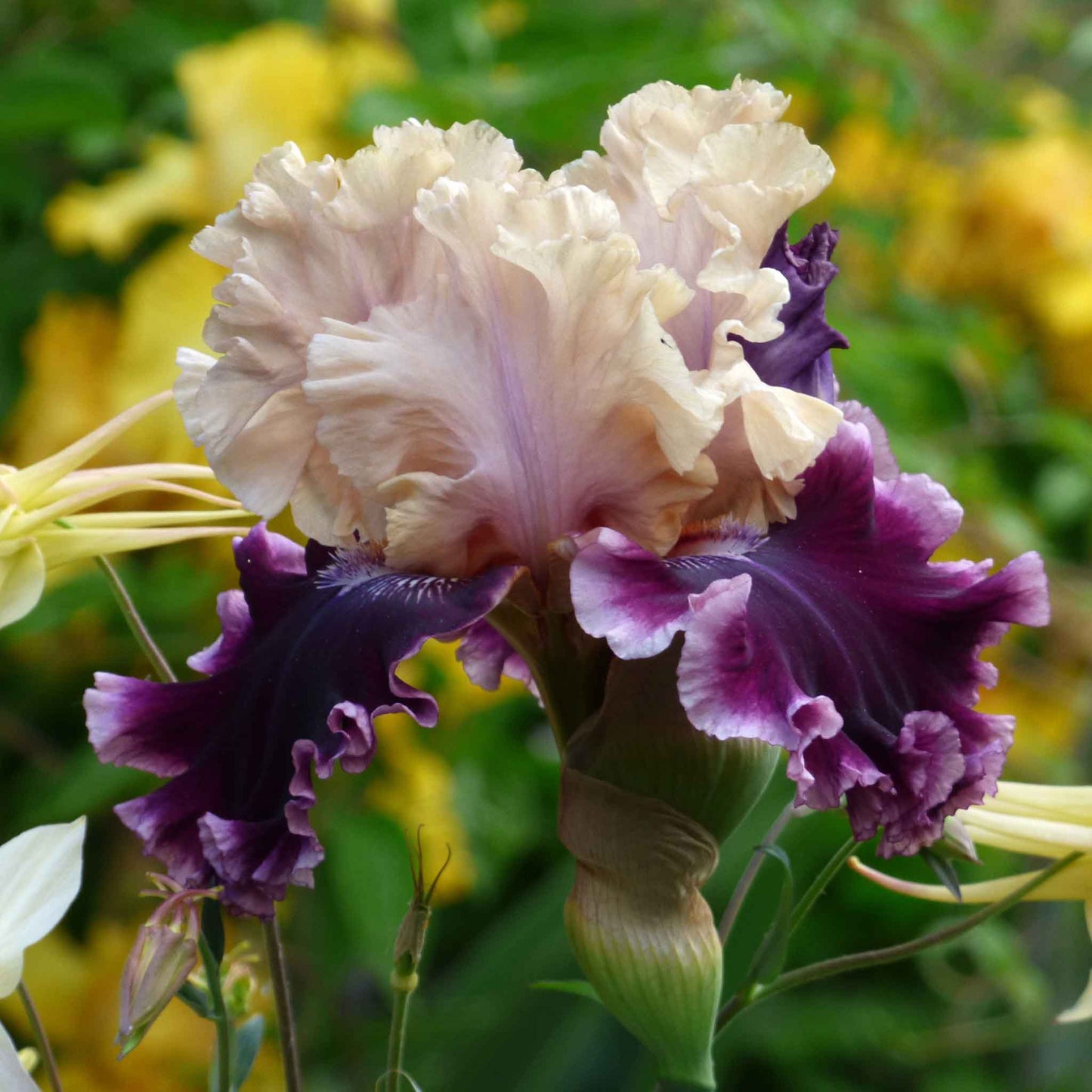 Bearded Iris Bulbs - But Darling