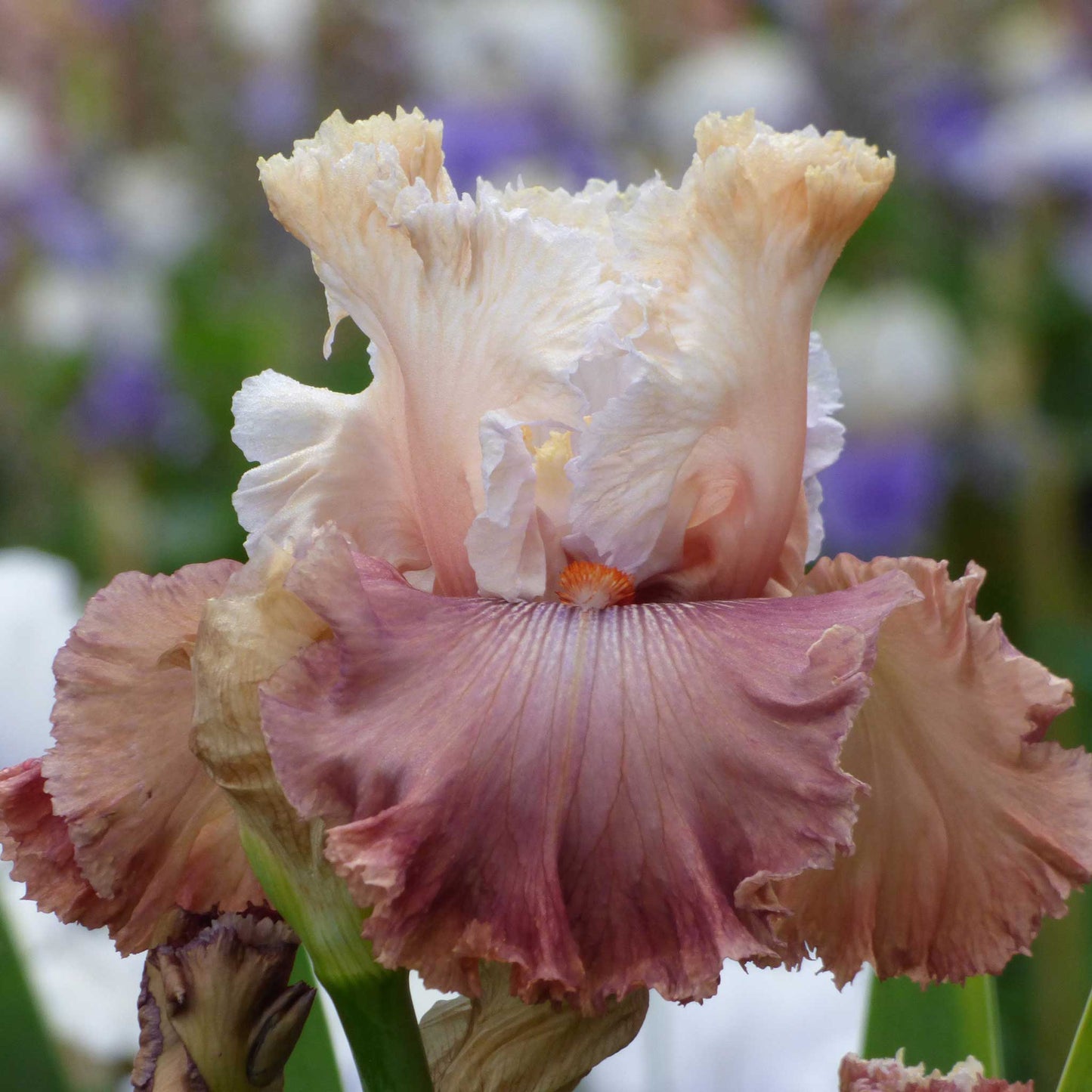 Bearded Iris Bulbs - Champagne And Strawberries