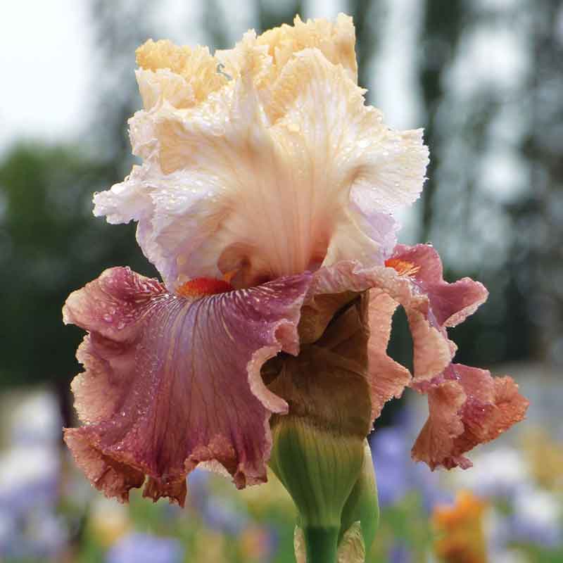 Bearded Iris Bulbs - Champagne And Strawberries