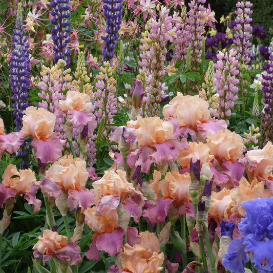 Bearded Iris Bulbs - Champagne And Strawberries