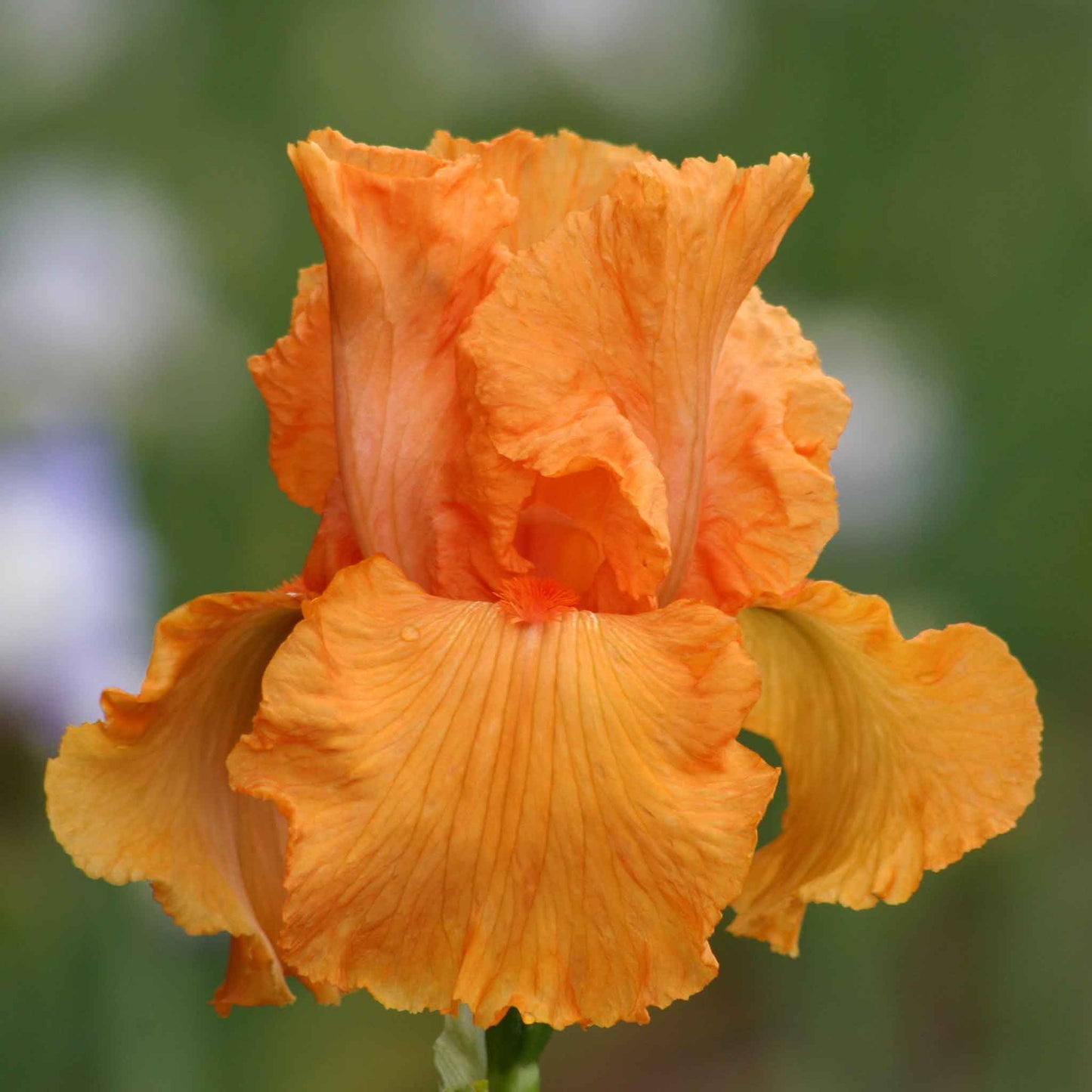 Bearded Iris Bulbs - Coup De Soleil