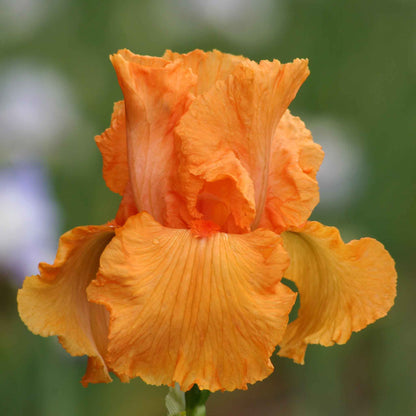 Bearded Iris Bulbs - Coup De Soleil