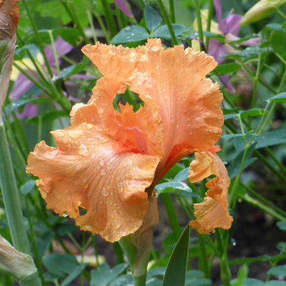 Bearded Iris Bulbs - Coup De Soleil