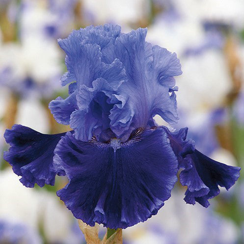 Bearded Iris - Cybergrape