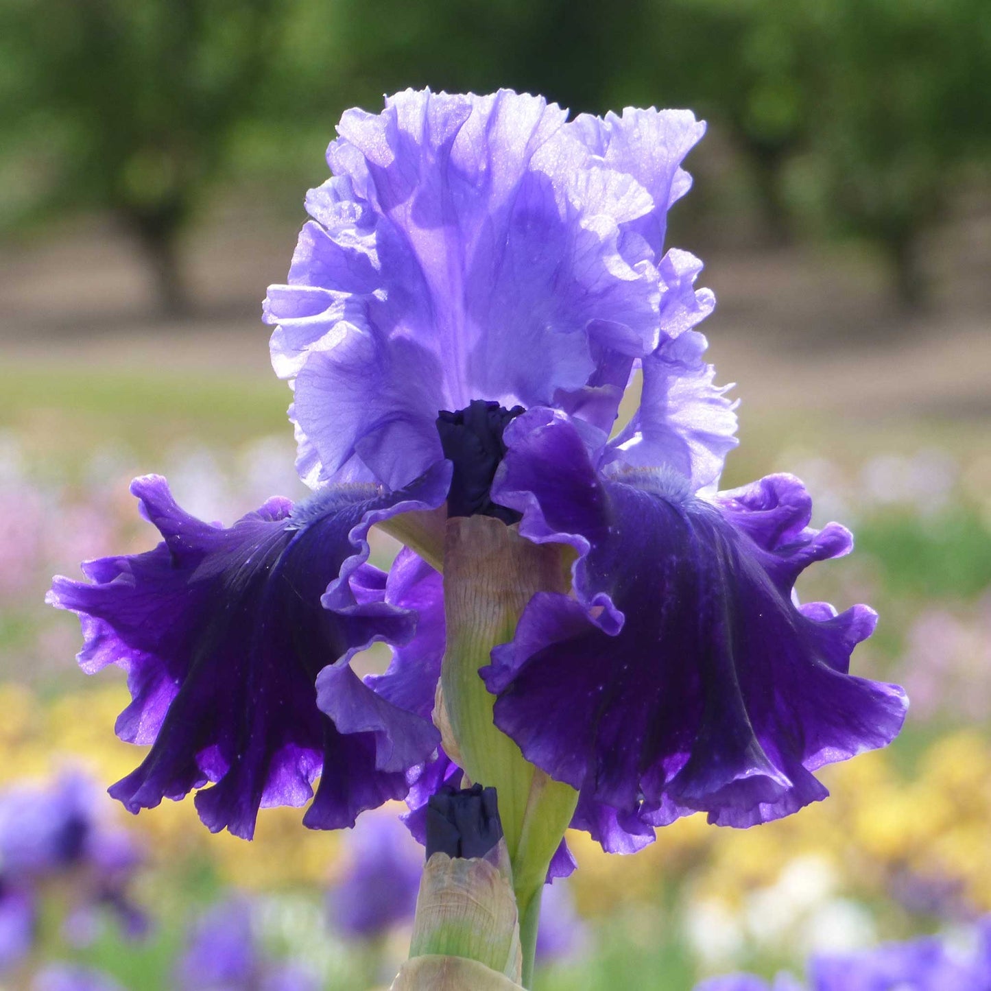 Bearded Iris - Cybergrape