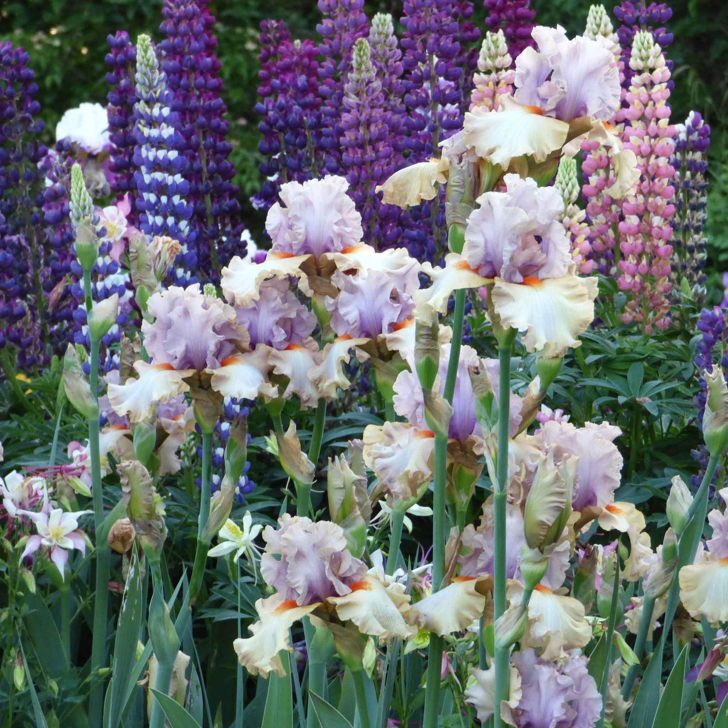 Bearded Iris - Enraptured