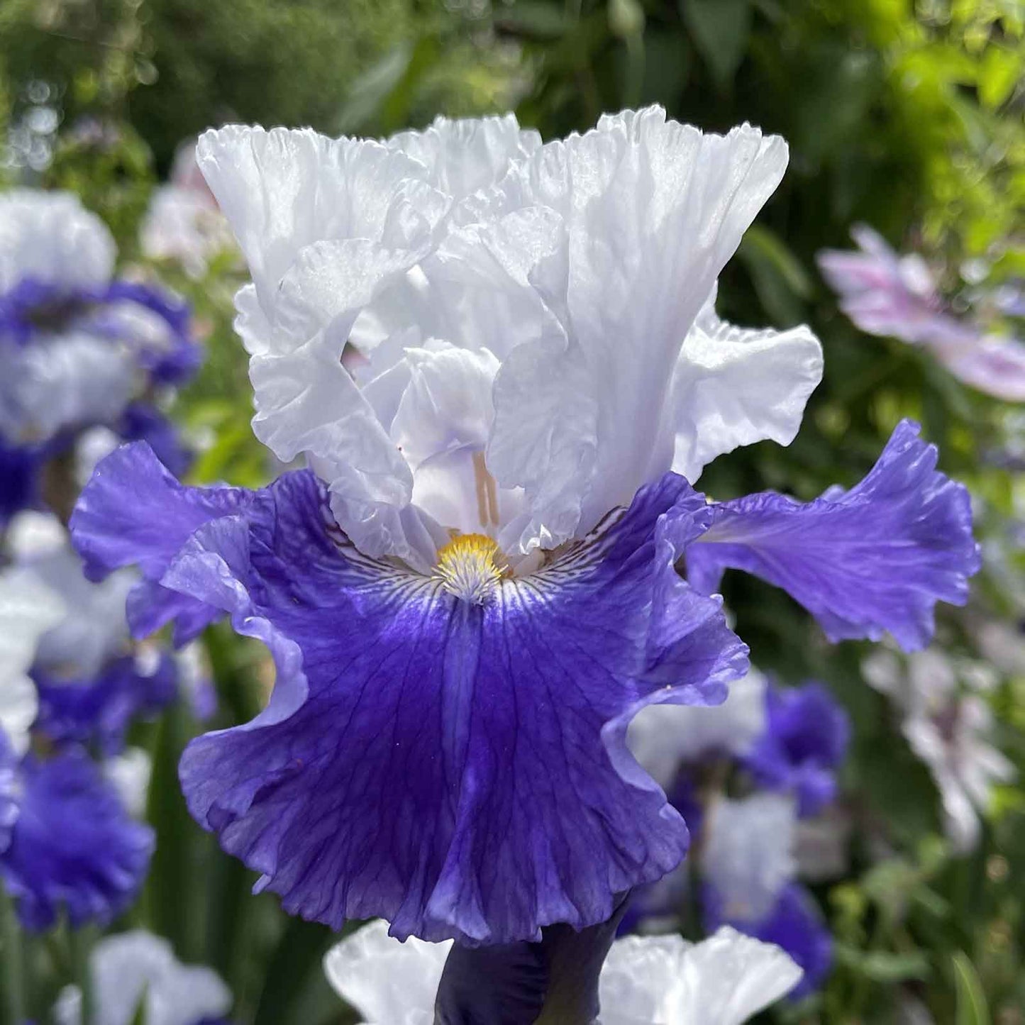 Bearded Iris Bulbs - Fx Schreiner