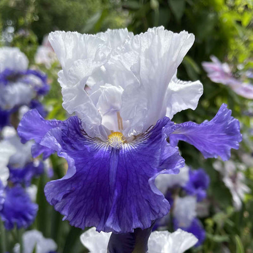 Bearded Iris Bulbs - Fx Schreiner