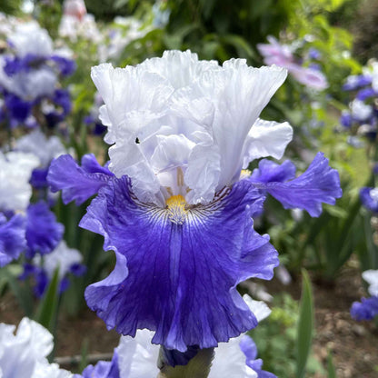 Bearded Iris Bulbs - Fx Schreiner
