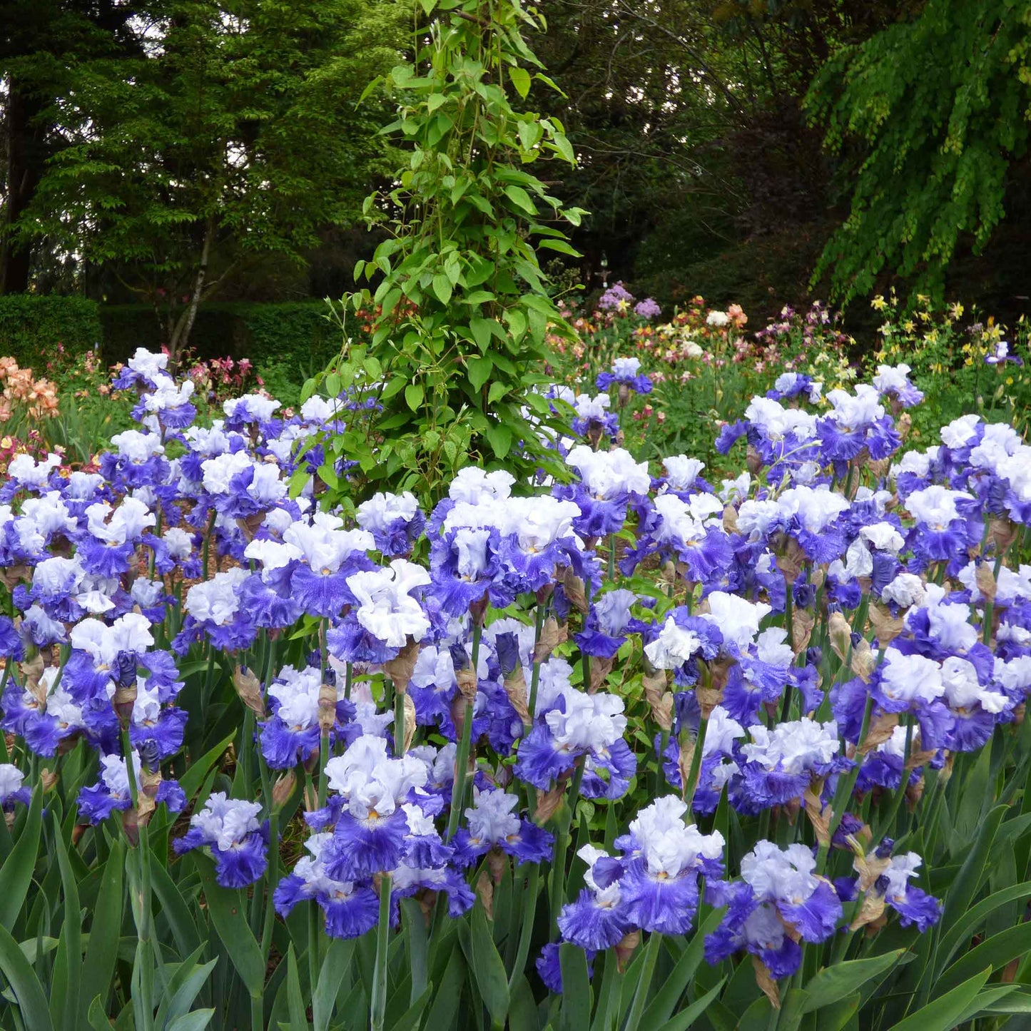Bearded Iris Bulbs - Fx Schreiner