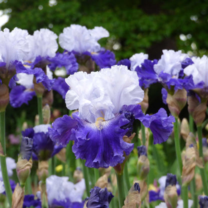 Bearded Iris Bulbs - Fx Schreiner