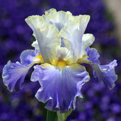 Bearded Iris - Gilt-Edged Bond