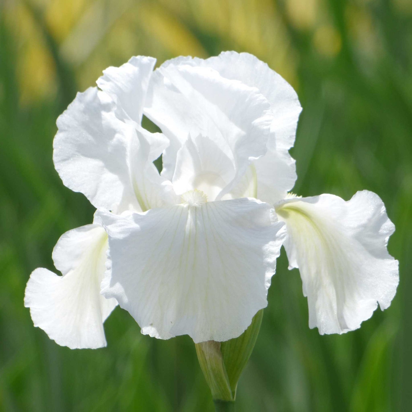 Re-Blooming Bearded Iris - Immortality