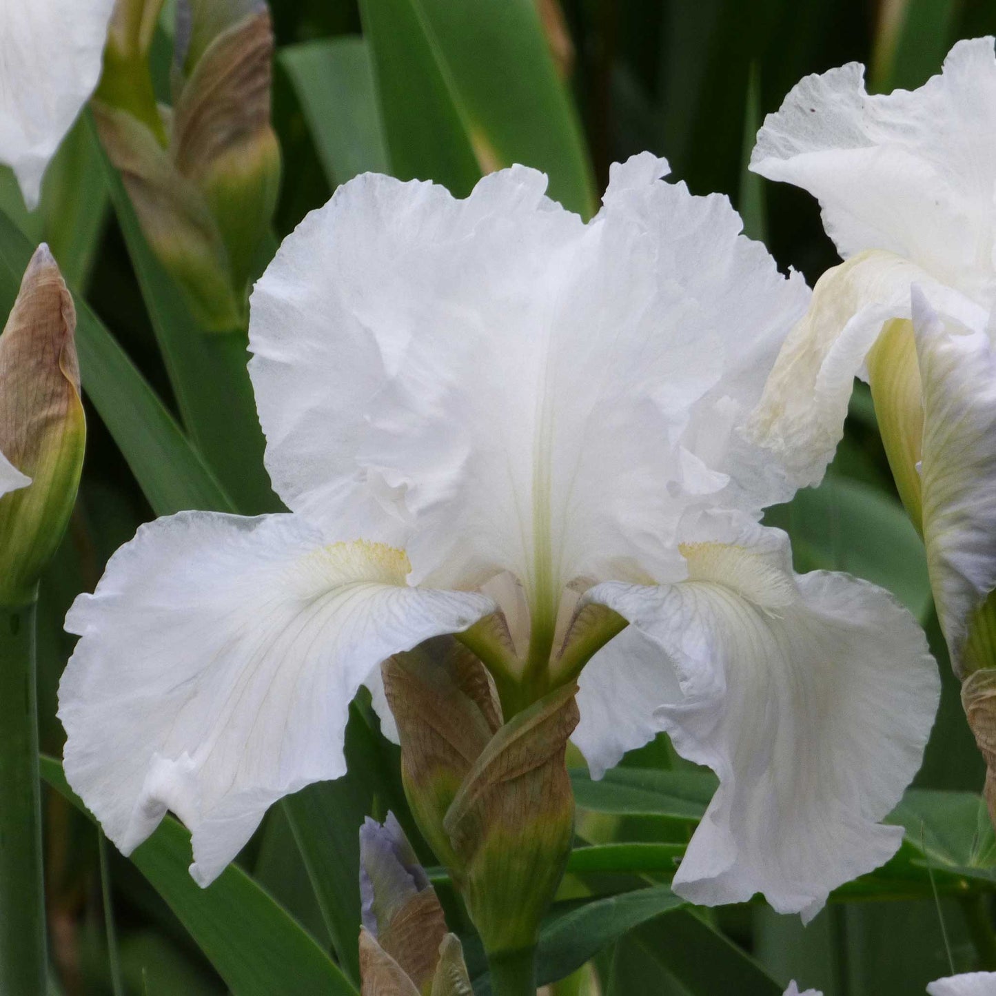 Re-Blooming Bearded Iris - Immortality