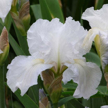 Re-Blooming Bearded Iris - Immortality