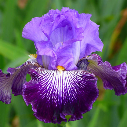 Bearded Iris Bulbs - Jawbone Flats