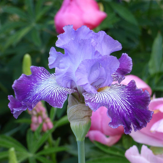 Bearded Iris Bulbs - Jawbone Flats