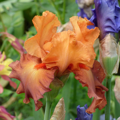 Bearded Iris - Lovely Senorita