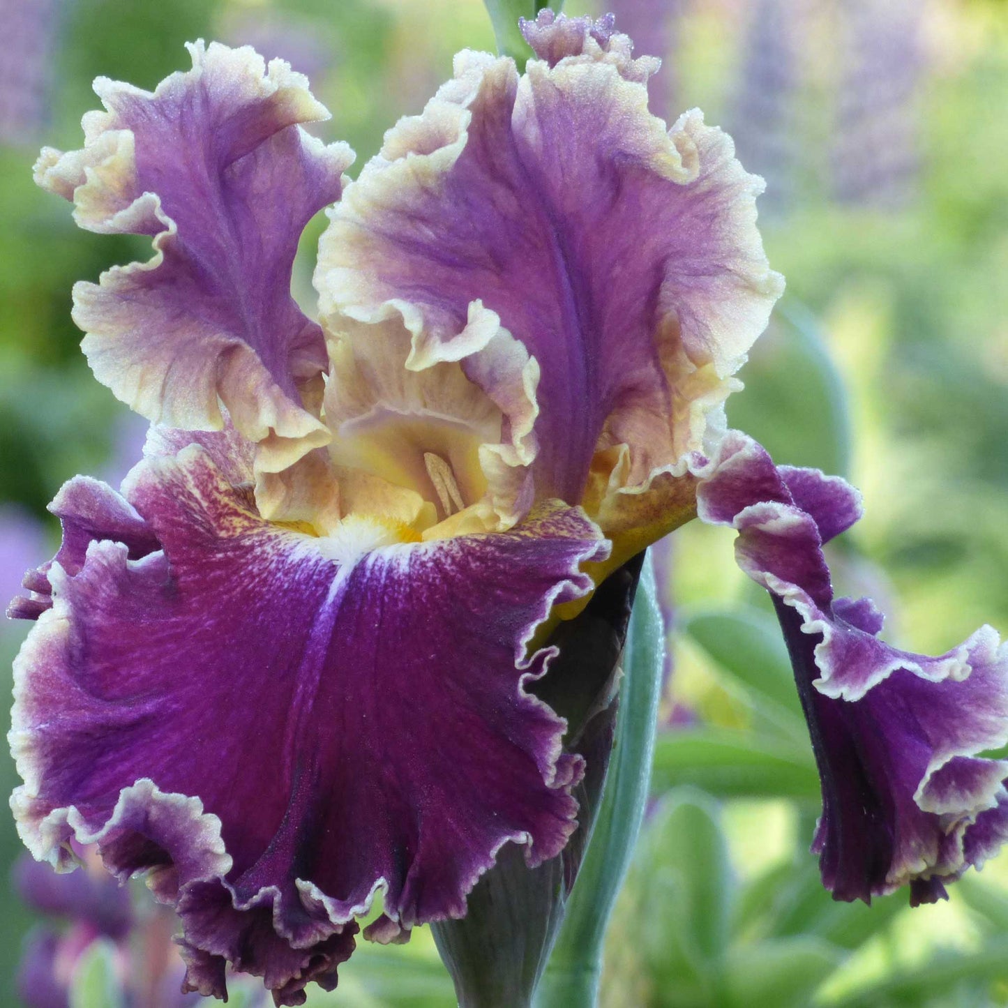 Bearded Iris Bulbs - Montmartre