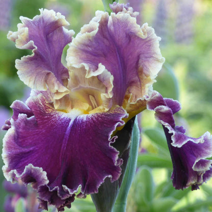 Bearded Iris Bulbs - Montmartre