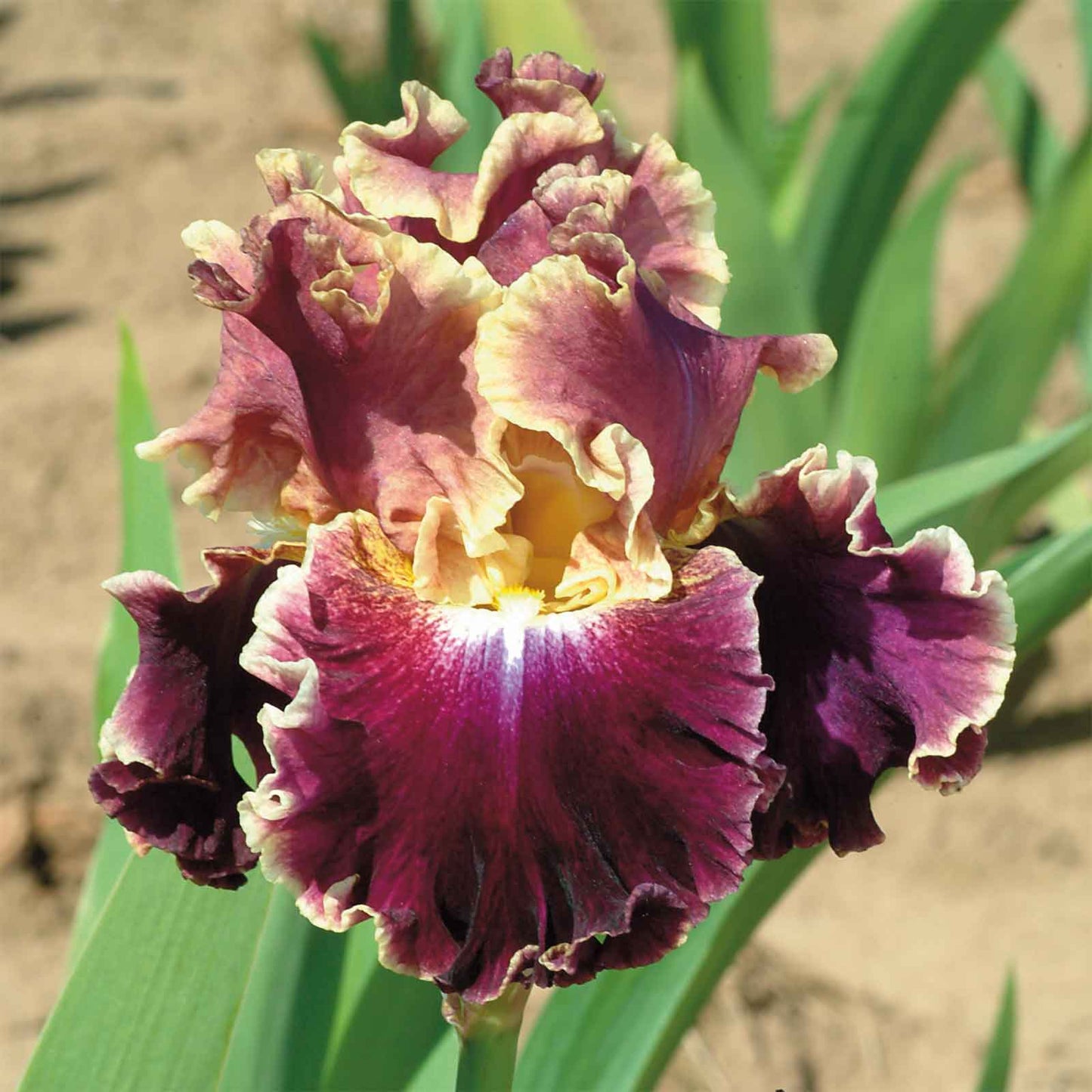 Bearded Iris Bulbs - Montmartre
