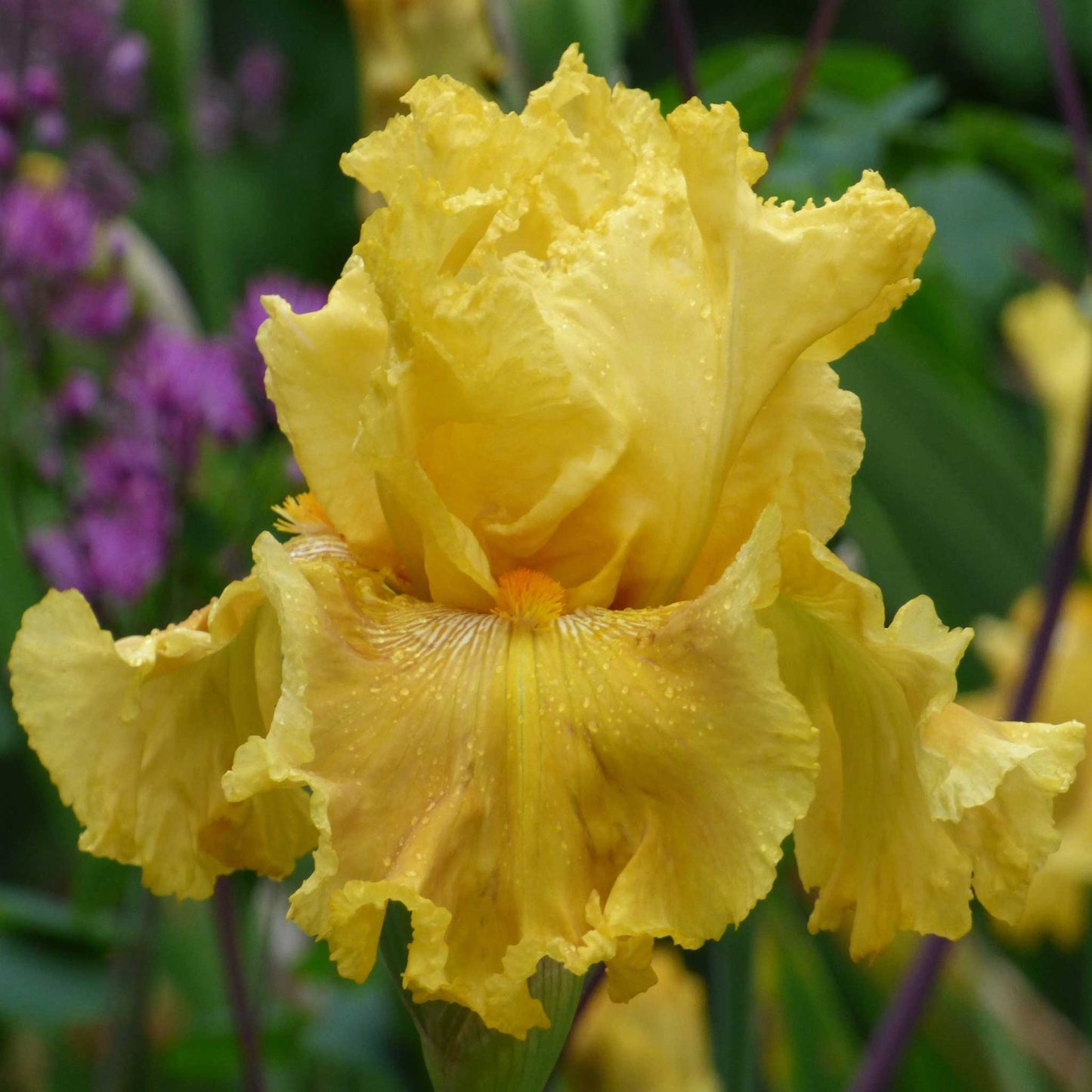 Re-Blooming Bearded Iris - Oregon Firestorm