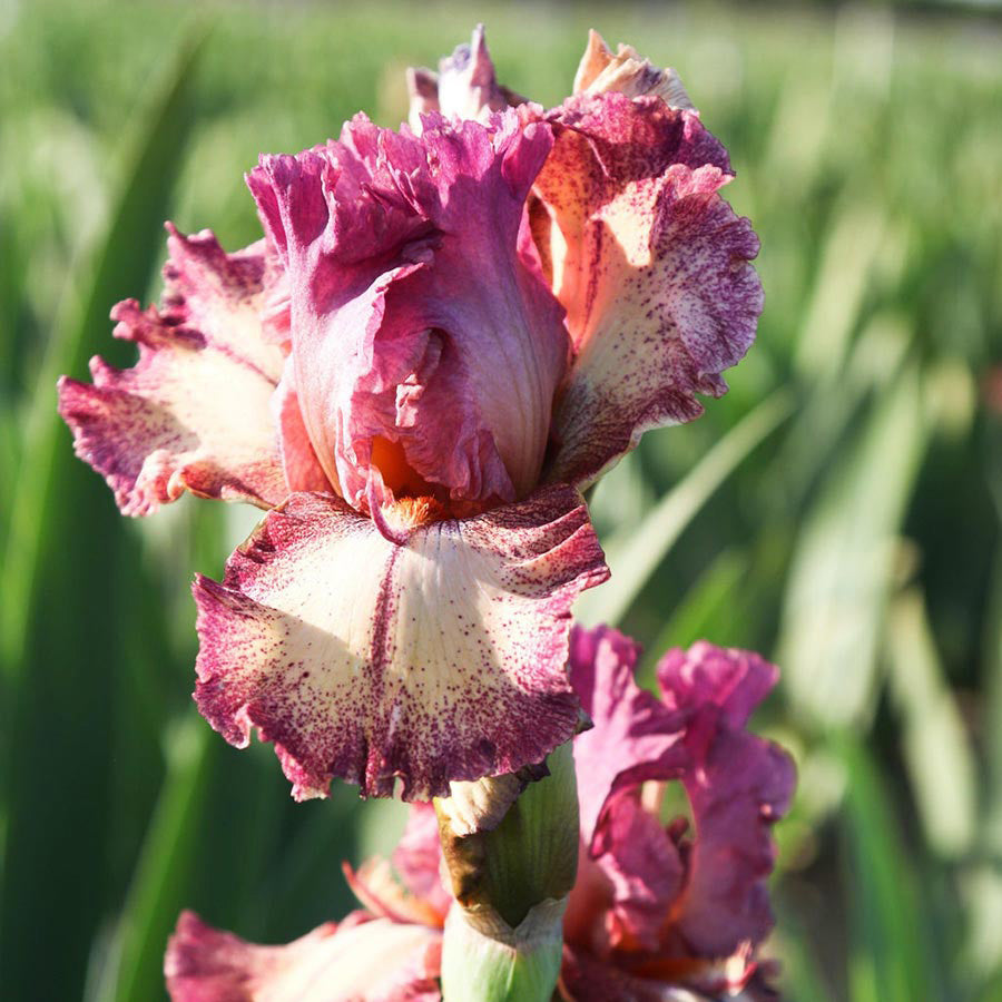 Re-Blooming Bearded Iris - Rock Star